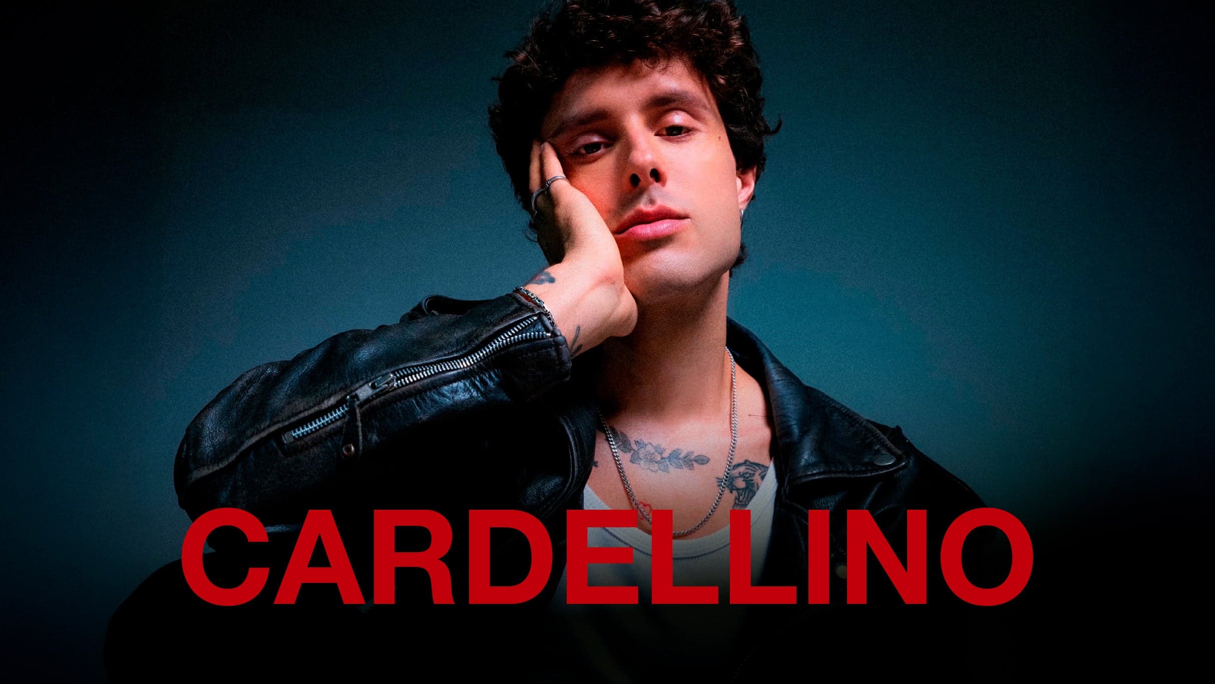 cardellino